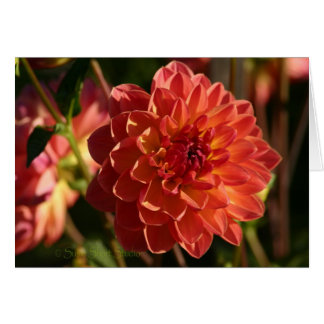 Dahlia A-2
