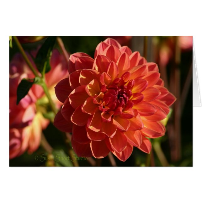 Dahlia A-2 (Front Horizontal)