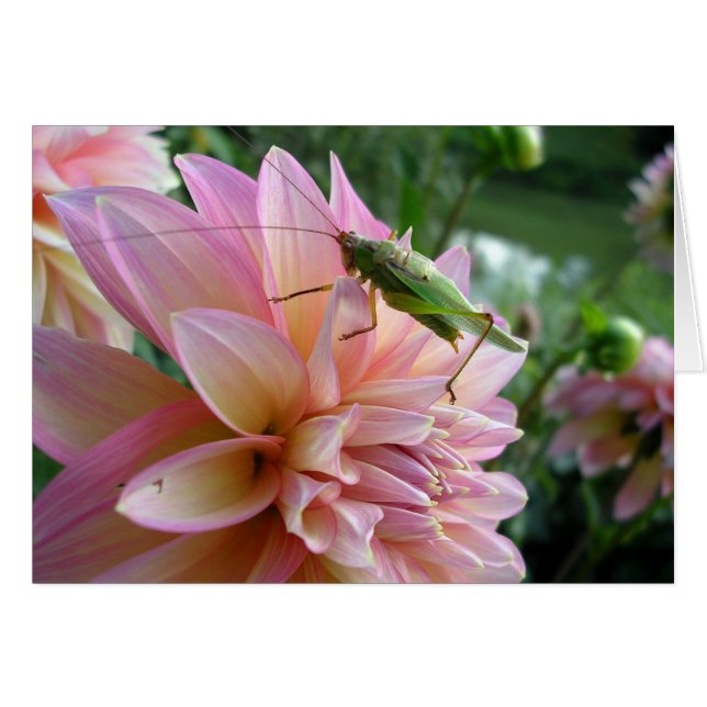 Dahlia avec grillon (Devant Horizontal)