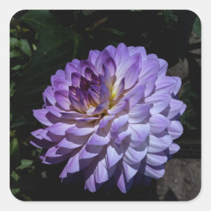 Dahlia Bea Paradise #1 Stickers