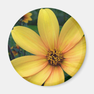 Dahlia Bishop Of York Magnet