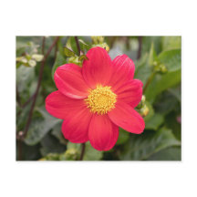 Dahlia Coccinea
