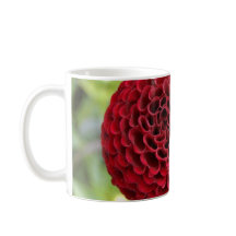 Dahlia
