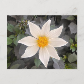Dahlia Dahelgria White Single Flower Postcard