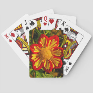 Dahlia, dahlia farm, Canby, Oregon, USA 1 Playing Cards