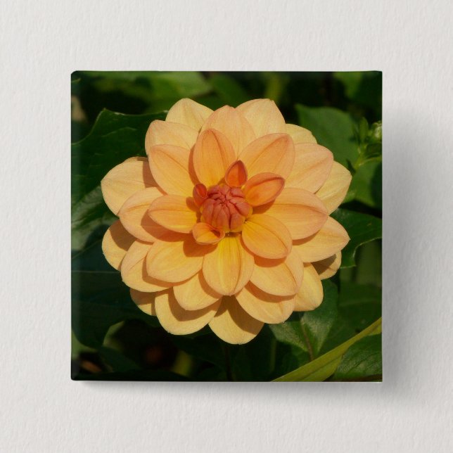 Dahlia 'David Howard' 2 Inch Square Button (Front)