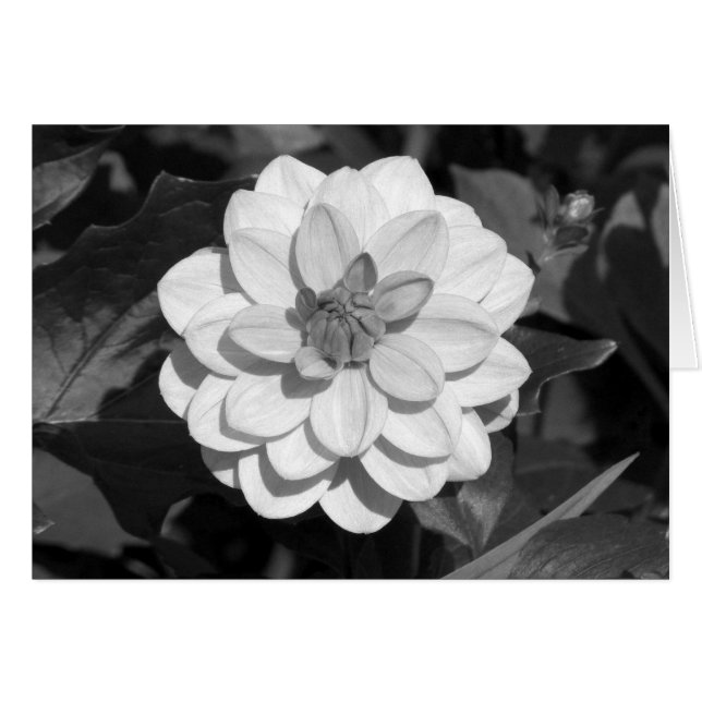 Dahlia 'David Howard' B&W (Devant horizontal)