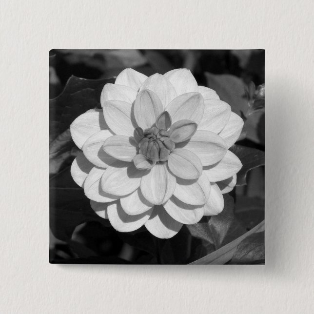 Dahlia 'David Howard'  B&W 2 Inch Square Button (Front)
