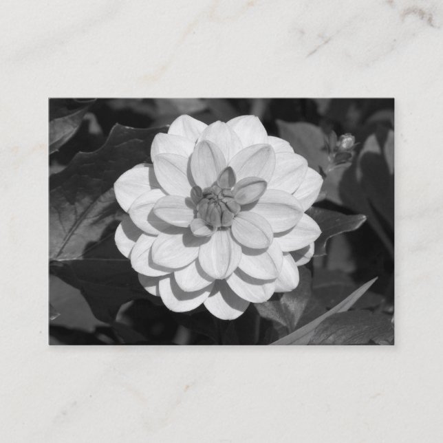 Dahlia 'David Howard' B&W Business Card (Front)