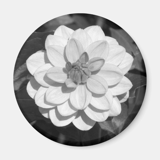 Dahlia 'David Howard' B&W Magnet (Front)