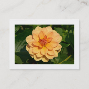Dahlia 'David Howard' (bordered) Business Card