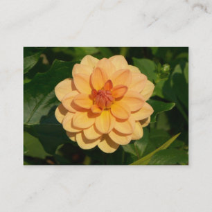 Dahlia 'David Howard' Business Card