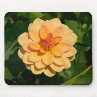 Dahlia 'David Howard' Mouse Pad
