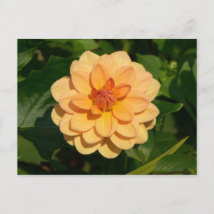 Dahlia 'David Howard' Postcard