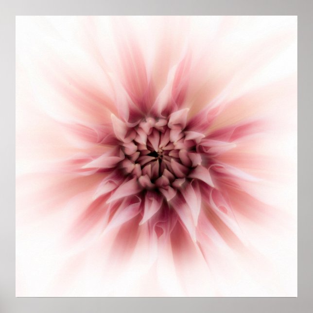 Dahlia Dream Poster (Front)