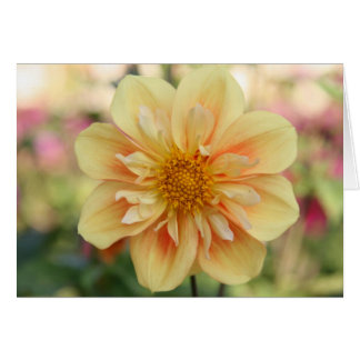 Dahlia, E Z Duzzit 3