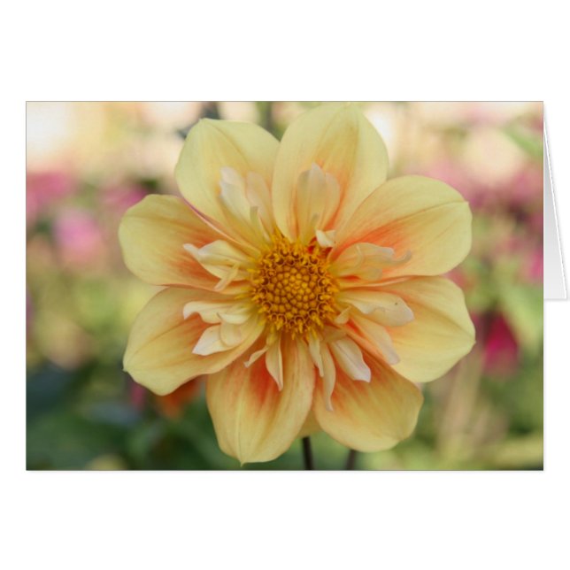 Dahlia, E Z Duzzit 3 (Front Horizontal)