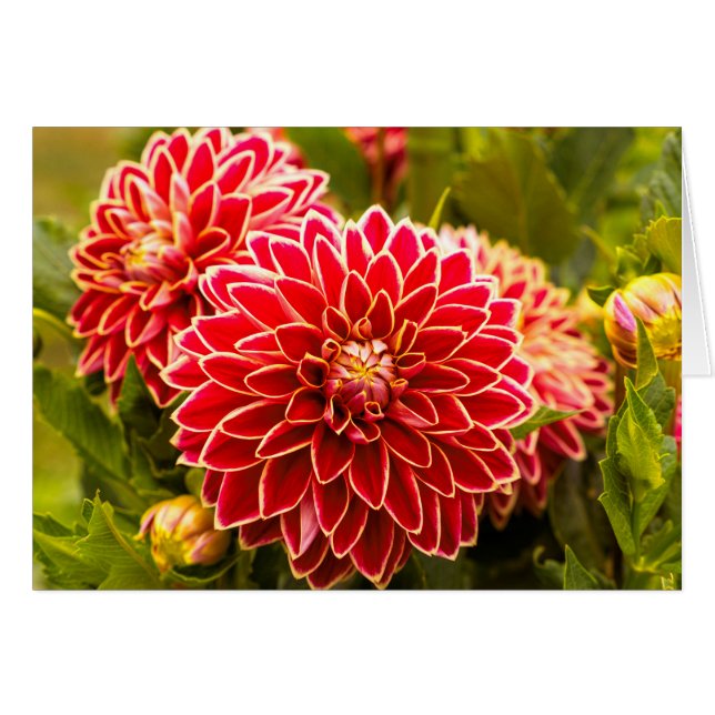 Dahlia En Fleur 11 (Devant horizontal)