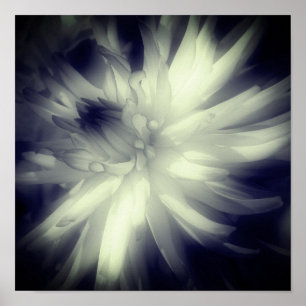 Dahlia Flower Black And White High Contrast  Poster
