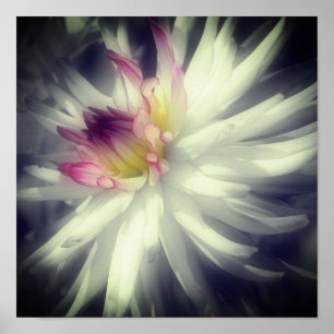 Dahlia Flower Black And White Partial Colour  Poster