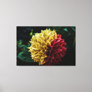 Dahlia flower canvas print