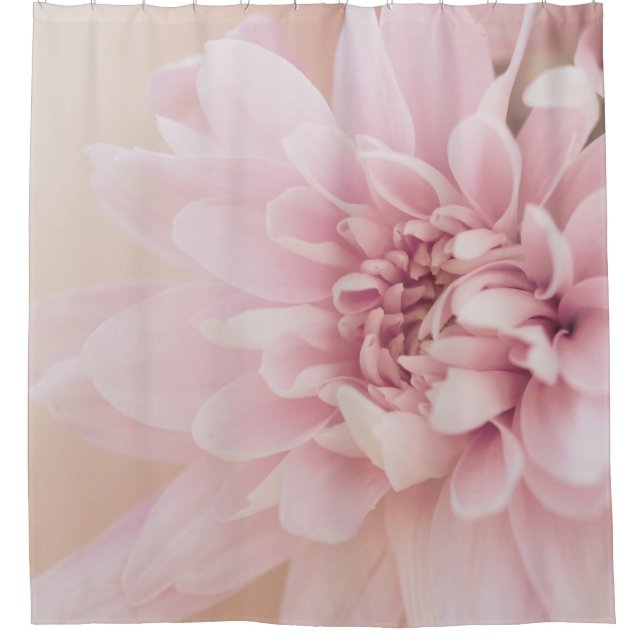 Dahlia flower pink  cream and floral (Front)