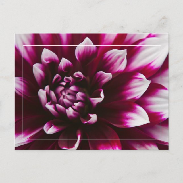 Dahlia Flower Postcard (Front)