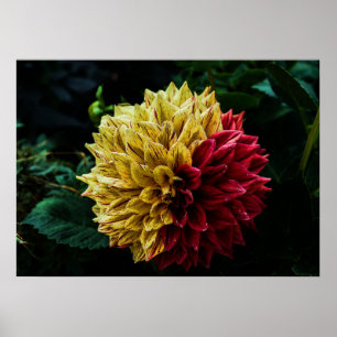 Dahlia flower poster