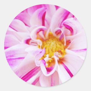Dahlia Flowers stickers Pink Dahlia Floral
