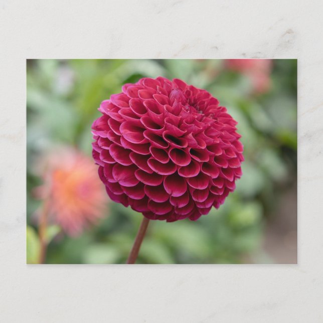 Dahlia Fuschia Postcard (Front)