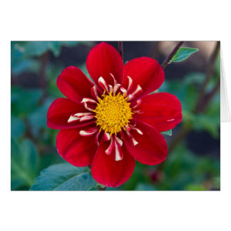 Dahlia, idole