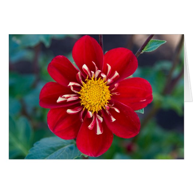 Dahlia, idole (Devant Horizontal)