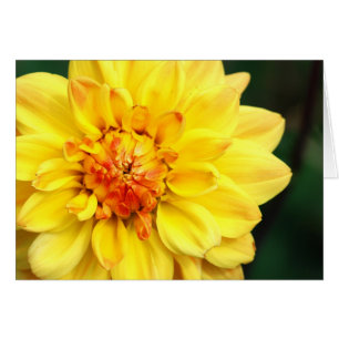 Dahlia jaune