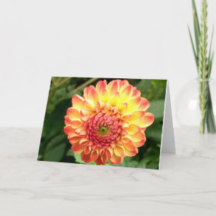 Dahlia jaune et orange sur une carte blanche