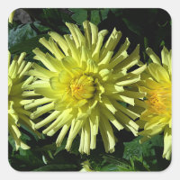 Dahlia Lakeview Glow #1-2 Stickers