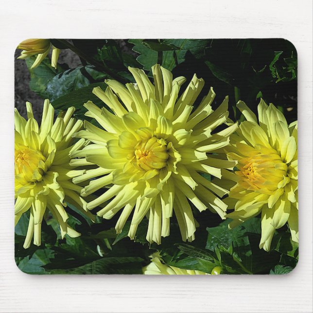 Dahlia Lakeview Glow #1 Mouse Pad (Front)