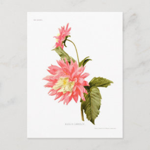 Dahlia 'Loreley' Postcard