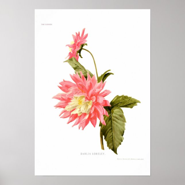 Dahlia 'Loreley' Poster (Front)