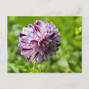 Dahlia Marble Ball Postcard