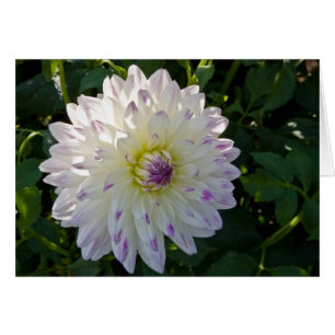 Dahlia, Margaret Ellen