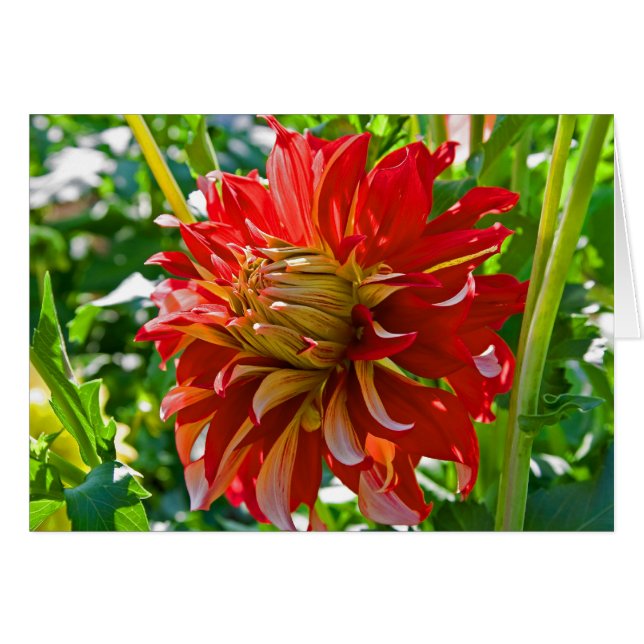 Dahlia, Nick Sr. (Front Horizontal)