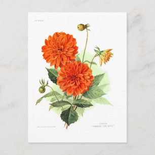 Dahlia 'Orange Fire King' Postcard