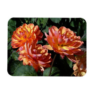Dahlia Pam Howden #1 Magnet