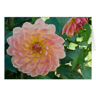 Dahlia, pêches