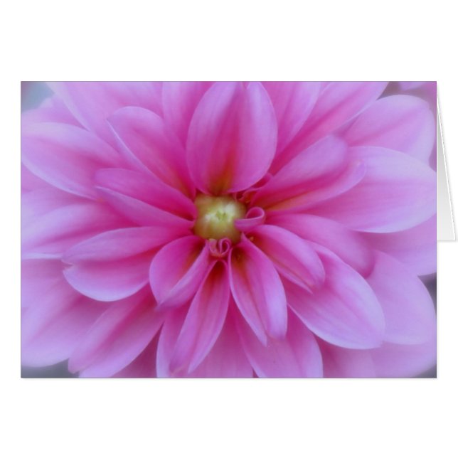 Dahlia Pink - Gros plan (Devant horizontal)