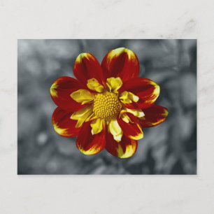 Dahlia Postcard