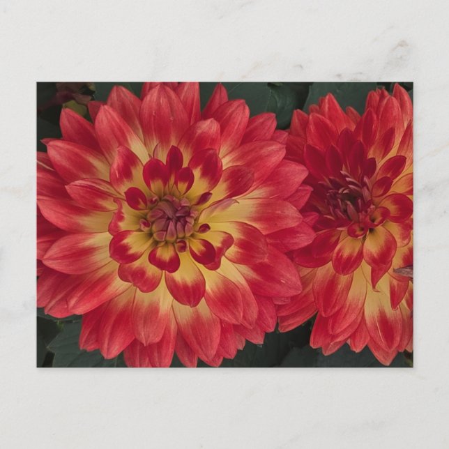 Dahlia Postcard (Front)