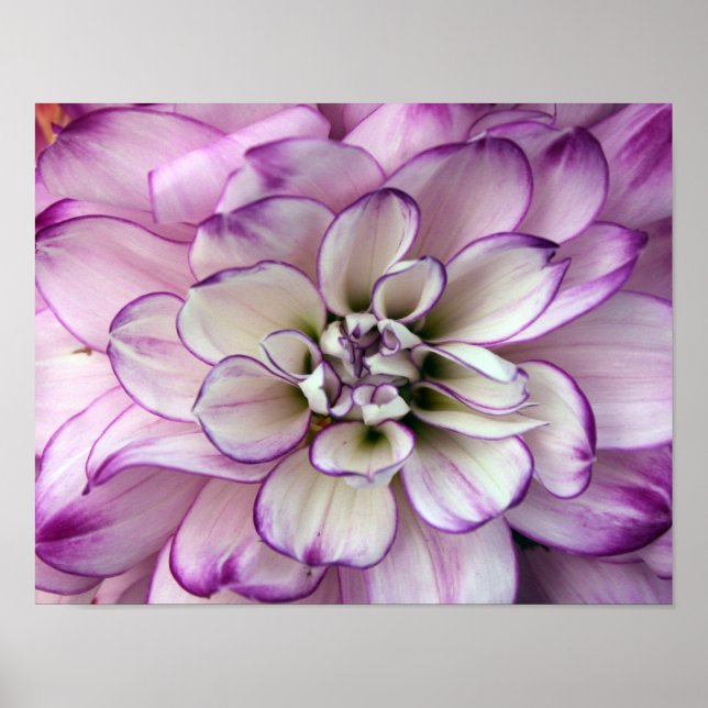 dahlia poster (Front)