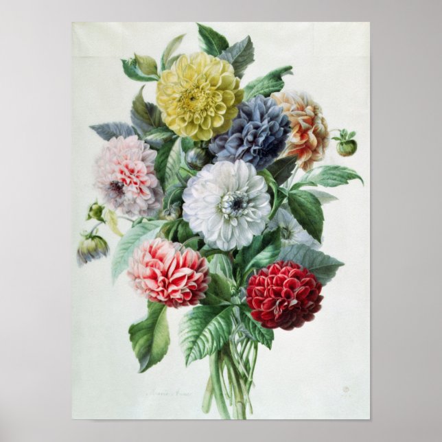 Dahlia Poster (Front)