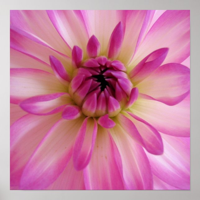 Dahlia Poster (Front)